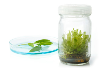 Sundew (Carnivorous Plant),Plant tissue culture in the laborator