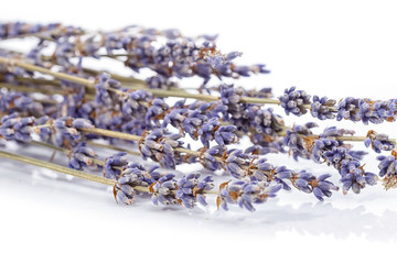 Close up bunch of lavender isolated on white