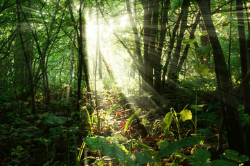 The magical forest at sunrise. Sun streaming through trees in forest..