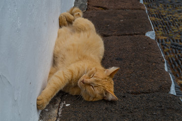 Cute cat relaxing outdoors on the floor, La Palma, Spain