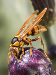 dragonfly outdoor on wet morning