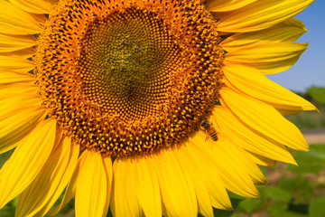 Sunflowers on the field ripen during the summer