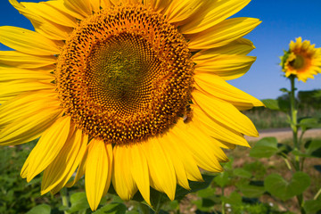Sunflowers on the field ripen during the summer
