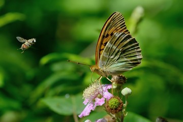Argynnis paphia