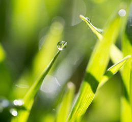 drops of dew on the green grass