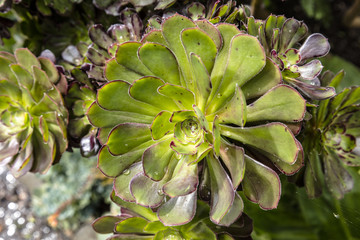 Fototapeta na wymiar Aeonium (tree houseleek) plant in a garden.