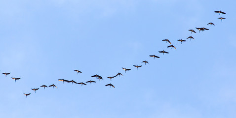 flock of swans flying against a blue sky in the south