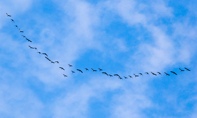 flock of swans flying against a blue sky in the south