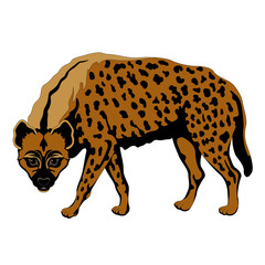 adult hyena spotted  color black