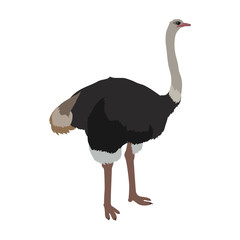 Ostrich Flat Design Vector Illustration