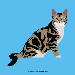 Cat breed, vector illustration