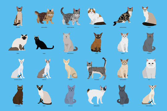 Cat Breeds & Types