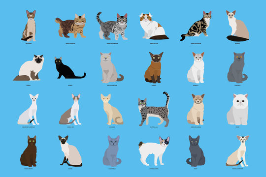 Browse Cat Breeds, Types of Cats