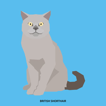 Cat breed, vector illustration