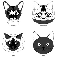 Set of cat breeds, vector illustration