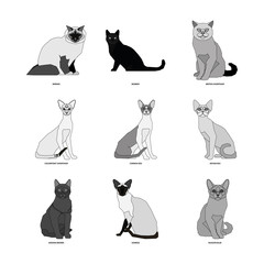 Set of cat breeds, vector illustration