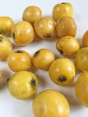 japanese medlar fruit