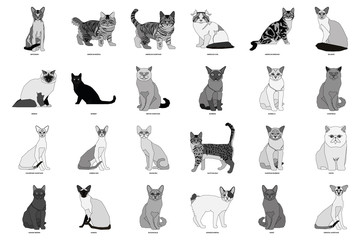 Set of cat breeds, vector illustration