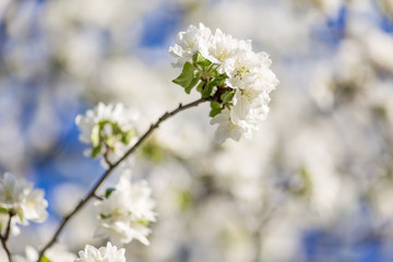 Spring blossoms apple tree in sunny day