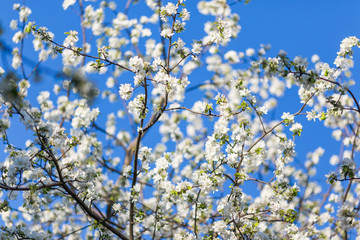 Spring blossoms apple tree in sunny day