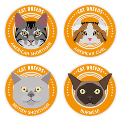 Set of cat breeds, vector illustration