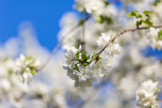 Spring blossoms apple tree in sunny day © Irina Burakova