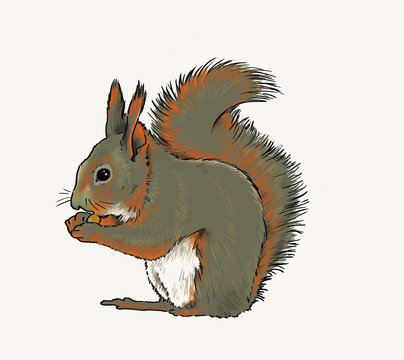 squirrel eating nut, green orange fur clip art preview
