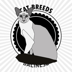 Cat breed, vector illustration