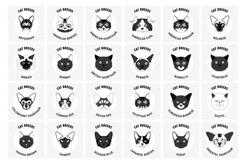 Set of cat breeds, vector illustration