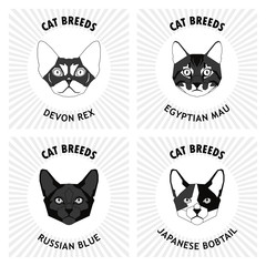 Set of cat breeds, vector illustration
