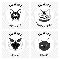 Set of cat breeds, vector illustration