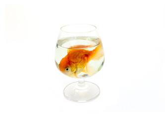 fish in drinking glass