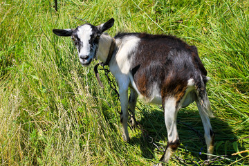 Small goat on pasture