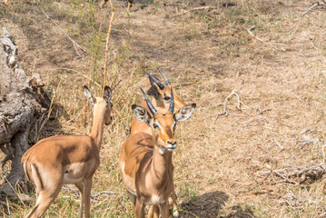 Gazelles in the Kruger National Park 