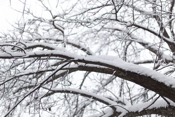 Snow on the tree in nature