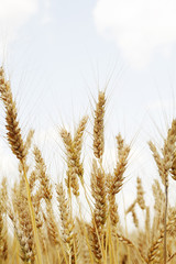 Field of wheat