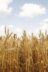 Field of wheat