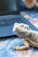 Naklejka premium Closeup view of Agama lizard lying on a sofa in front of a open laptop. Agama is looking at the camera. All potential trademarks are removed. Vertically. 