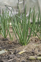 Obraz premium fresh onions on garden