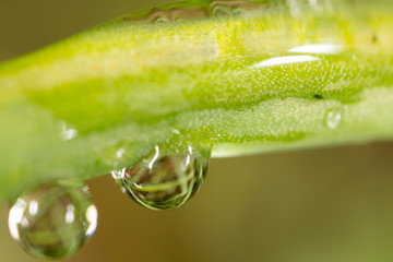 drops of dew on the grass. macro