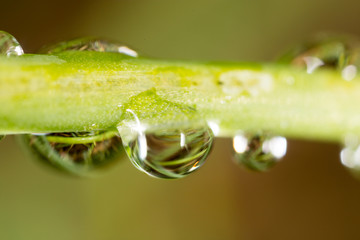 Fototapeta premium drops of dew on the grass. macro