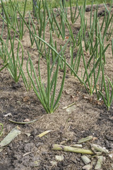 fresh onions on garden