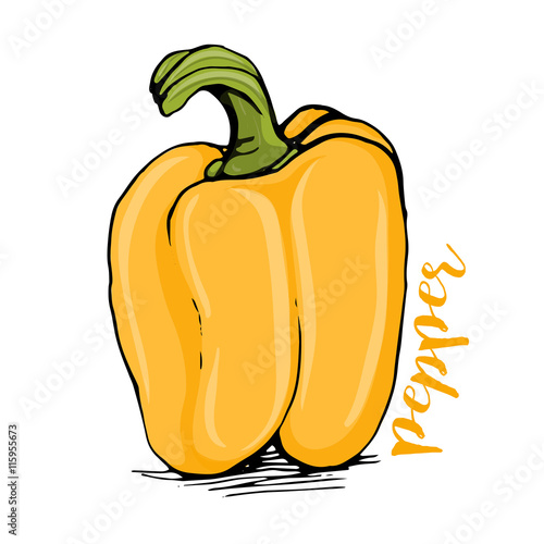 "Yellow bell pepper sketch style vector illustration" Stock image and