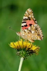 Vanessa cardui