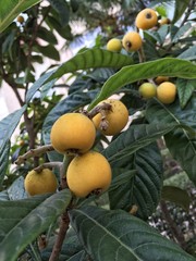 japanese medlar tree
