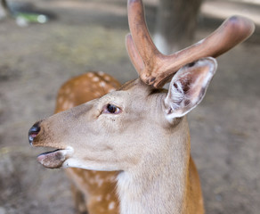 portrait of a young deer in zoo