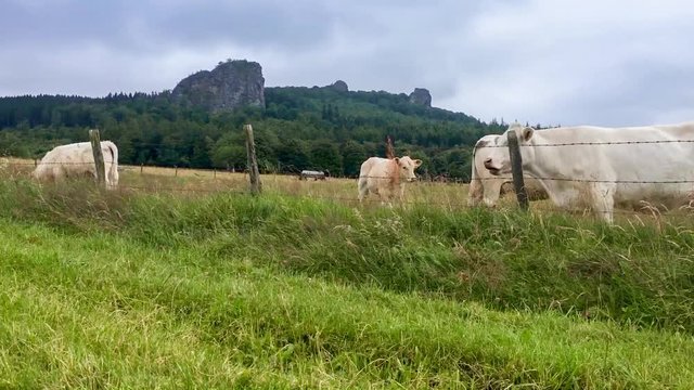 Bruchhauser Steine im Zeitraffer mit einer Herde K&uuml;he im Vordergrund