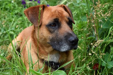 Obraz premium red dog closeup