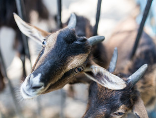 goat behind a fence in zoo