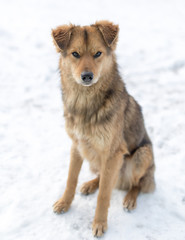 dog portrait outdoors in winter